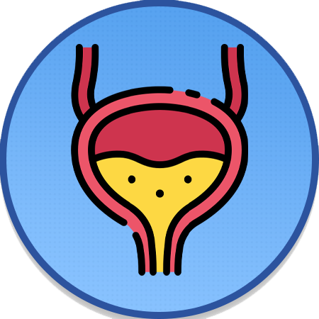 Bladder