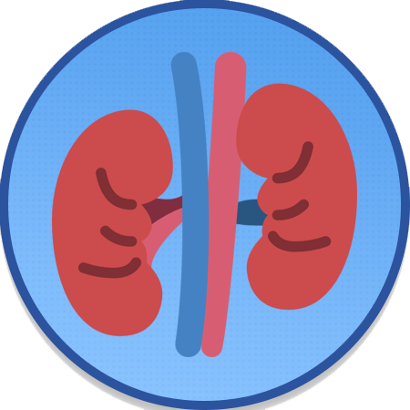 Kidney