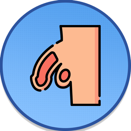Penis