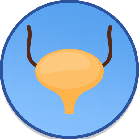 Ureter