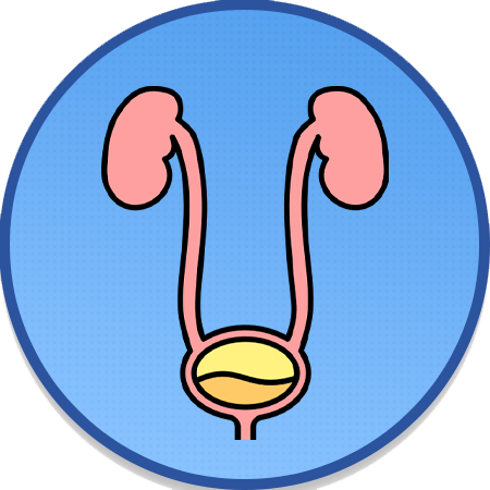 Urethra